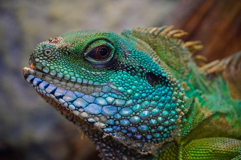 Dragon Mythical Creature